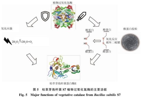 高效降解牛奶過敏原蛋白酶菌種篩選及其重組植物過氧化氫酶的功能驗證 二