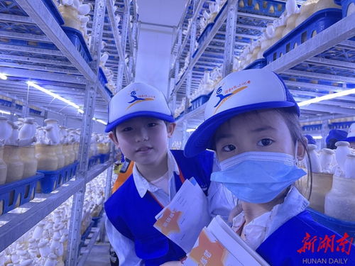 永州湖南日報小記者探訪杏鮑菇成長奧秘，感受生物科技魅力